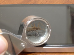 Reduviidae