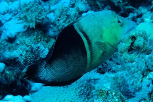 Clown Coris — seen at this dive site