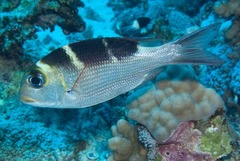 Humpnose Big-Eye Bream photo 5