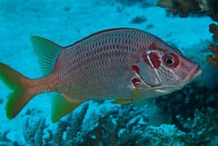 Sargocentron spiniferum