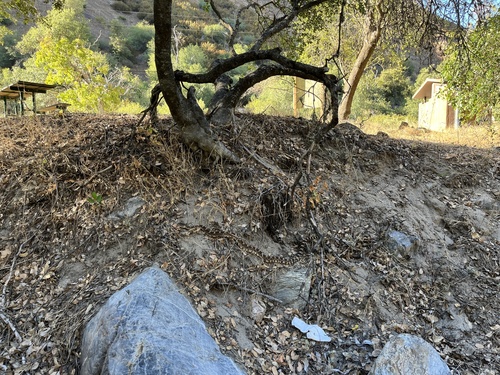 iNaturalist observation photo of Northern Pacific Rattlesnake