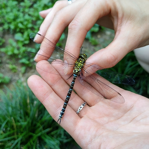 Šidlo modré (Aeshna cyanea)