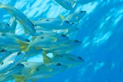 Lutjanus ehrenbergii