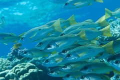 Lutjanus ehrenbergii