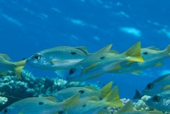 Lutjanus ehrenbergii