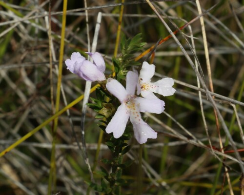 Image of Westringia tenuicaulis by (c) Greg Tasney, some rights reserved (CC BY-SA)