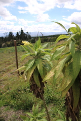 Siphocampylus giganteus