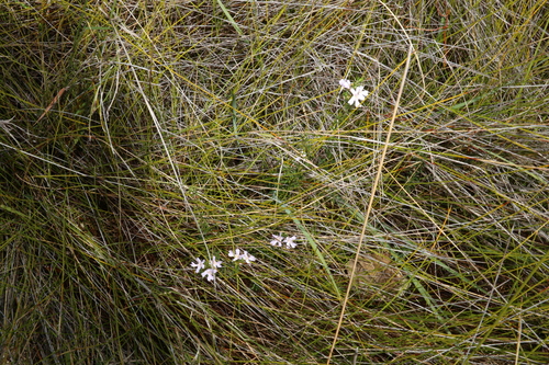 Image of Westringia tenuicaulis by (c) Greg Tasney, some rights reserved (CC BY-SA)