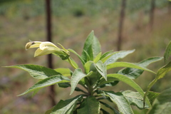 Siphocampylus giganteus