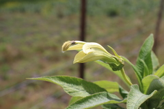 Siphocampylus giganteus