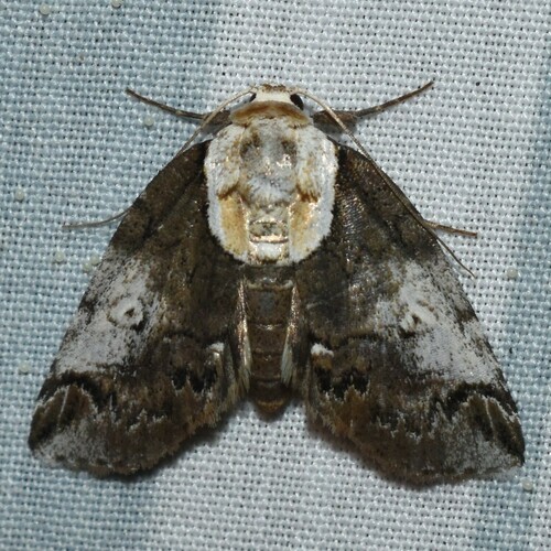 Eyed Baileya Moth photo 6