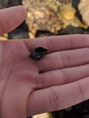 Acanthinucella punctulata