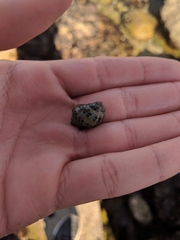 Acanthinucella punctulata