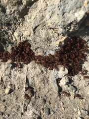 Pogonomyrmex maricopa