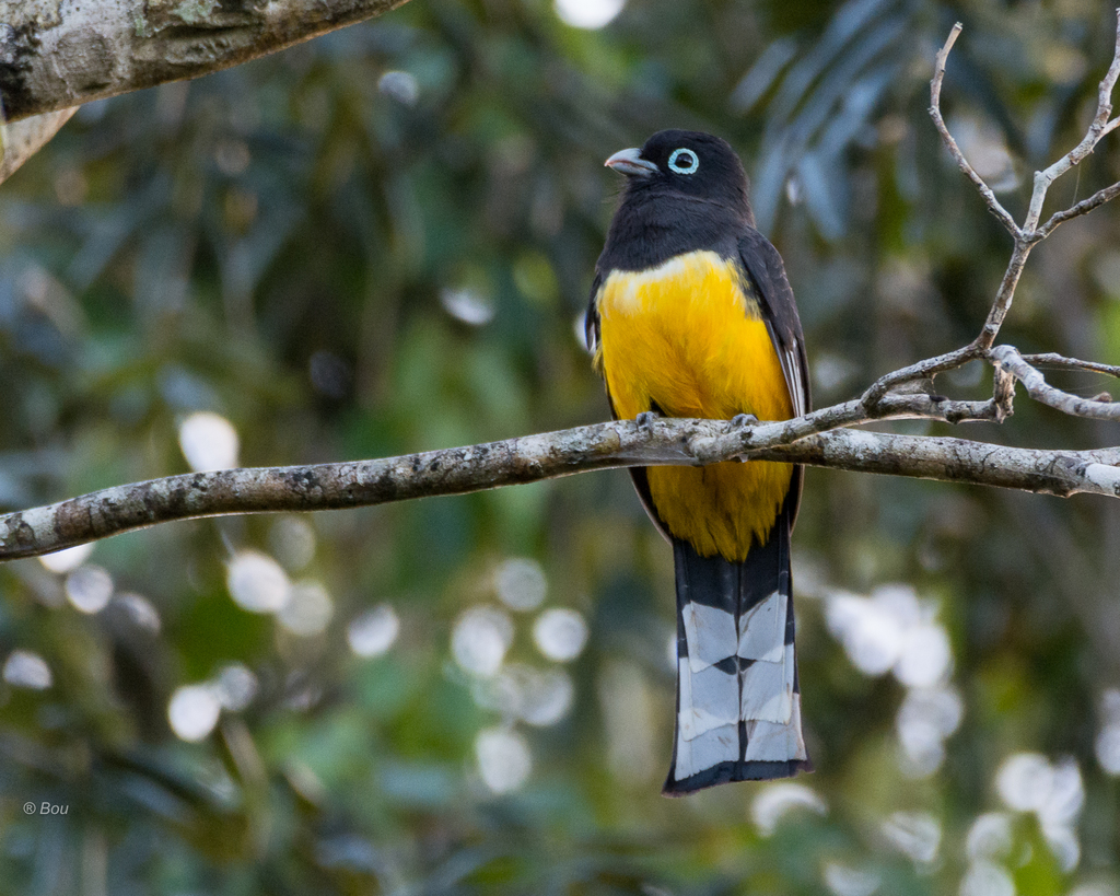 Black-headed Trogon (Trogon melanocephalus) photo