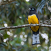 Black-headed Trogon - Photo (c) Juan Bou Riquer, some rights reserved (CC BY-NC-SA), uploaded by Juan Bou Riquer