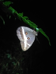 Dasyophthalma rusina