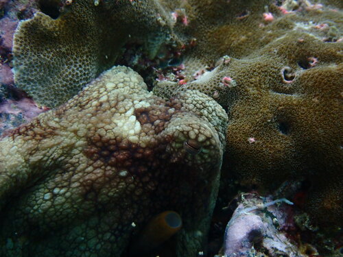 Octopus mimus image