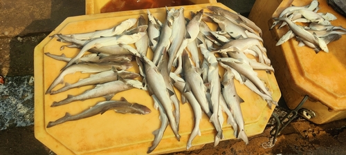 Spadenose shark (Scoliodon laticaudus) — Carcharhinidae — 4