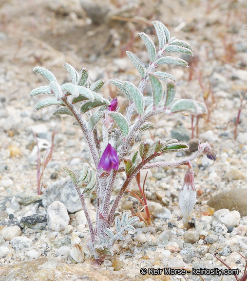 Astragalus insularis