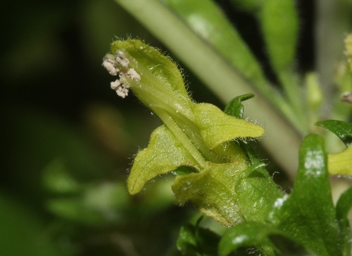 Stenogyne rugosa