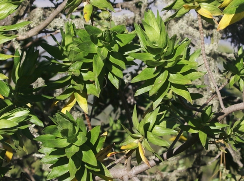 Dubautia arborea observed 2023-07-21