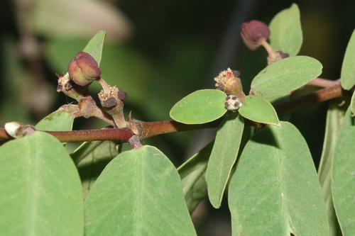 Euphorbia olowaluana