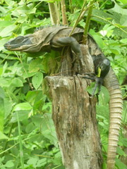 Ctenosaura acanthura