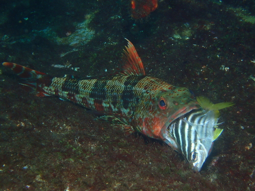 Sergeant baker (Latropiscis purpurissatus) — Aulopidae