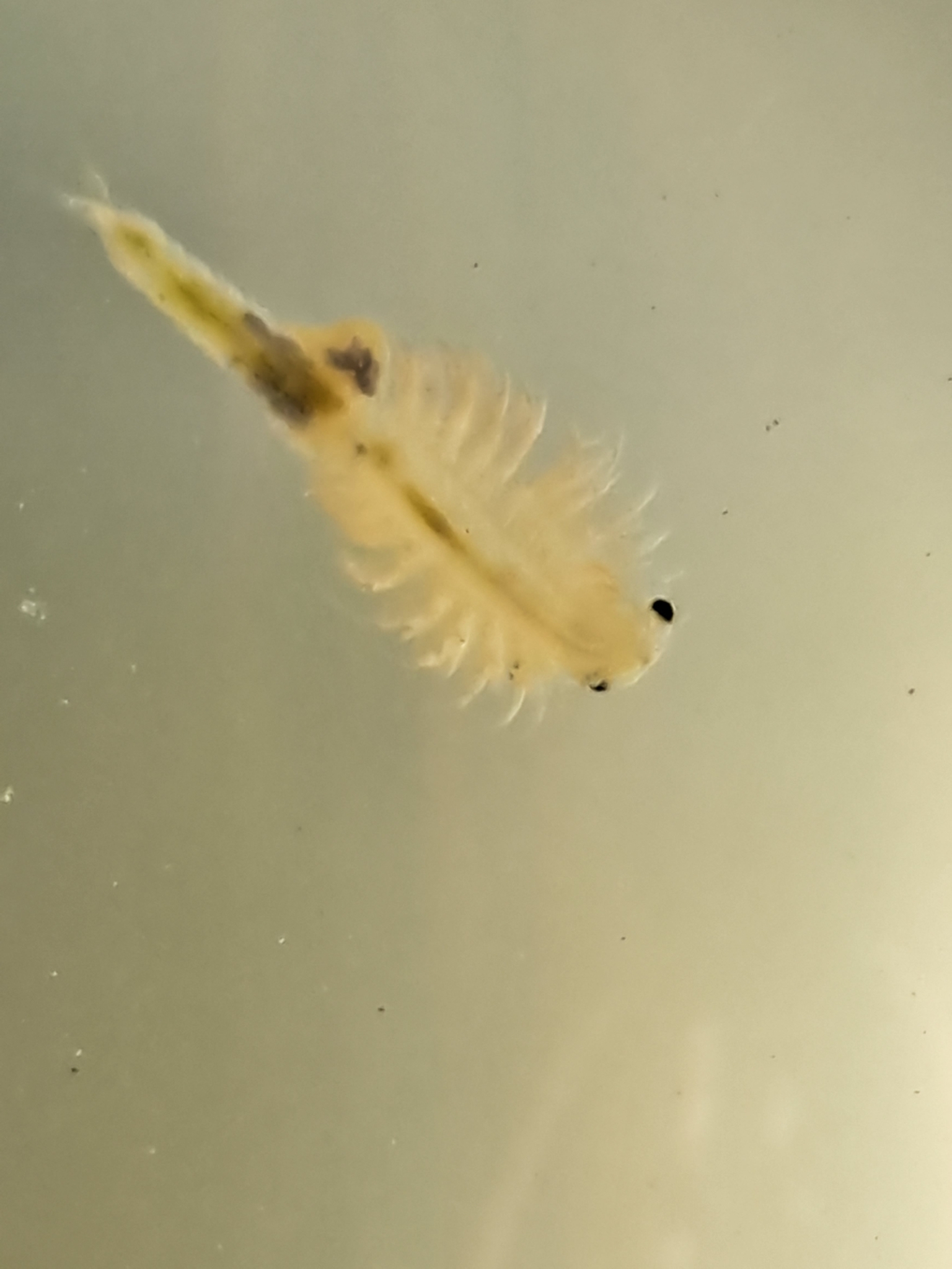 Artemia monica Verrill, 1869