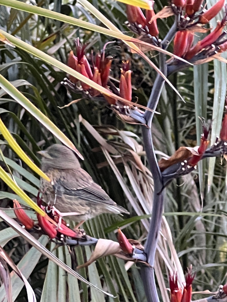 Dark-eyed Junco in August 2023 by Tony Iwane. Fledgling, I think ...