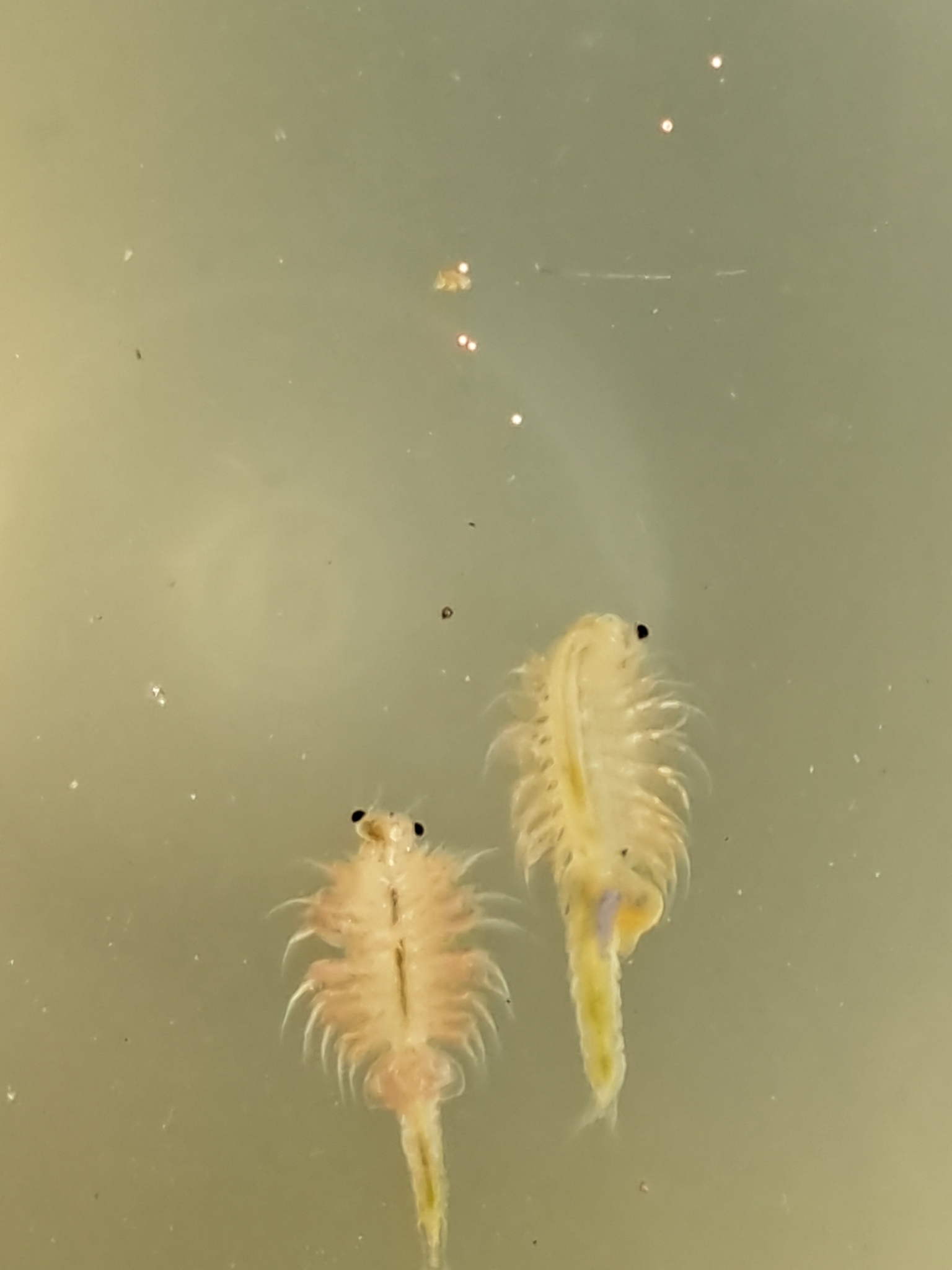 Artemia monica Verrill, 1869