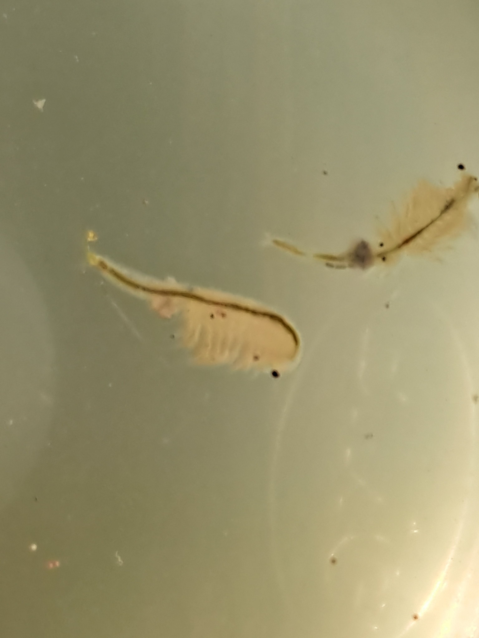 Artemia monica Verrill, 1869