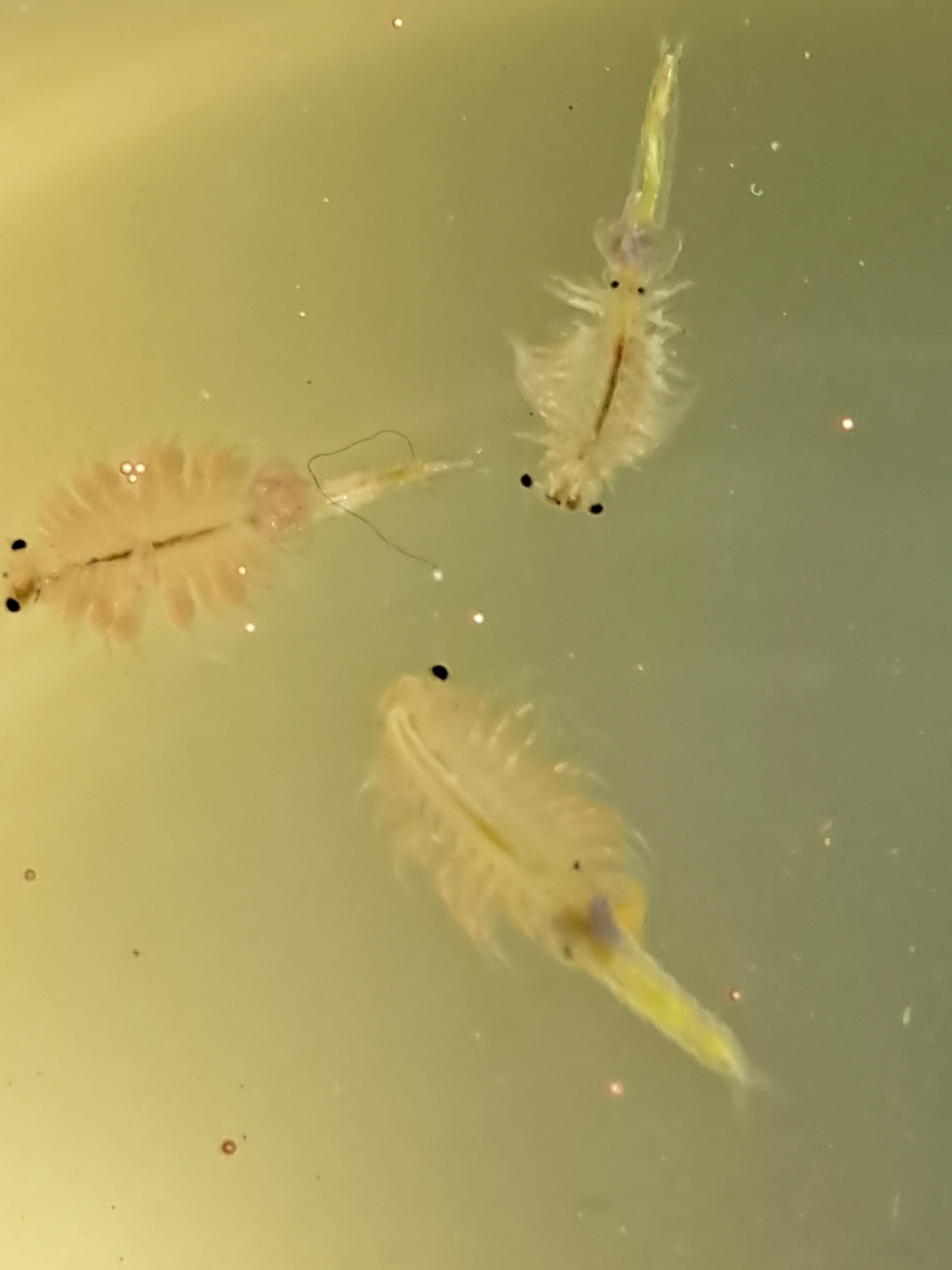 Artemia monica Verrill, 1869