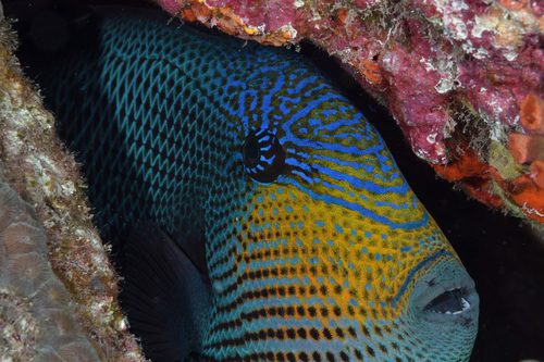 Black Triggerfish