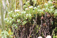 Veronica pinguifolia