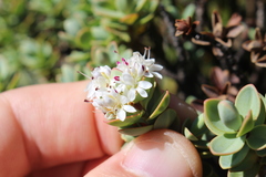Veronica pinguifolia