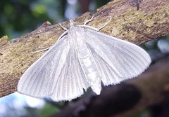 Lepidoptera