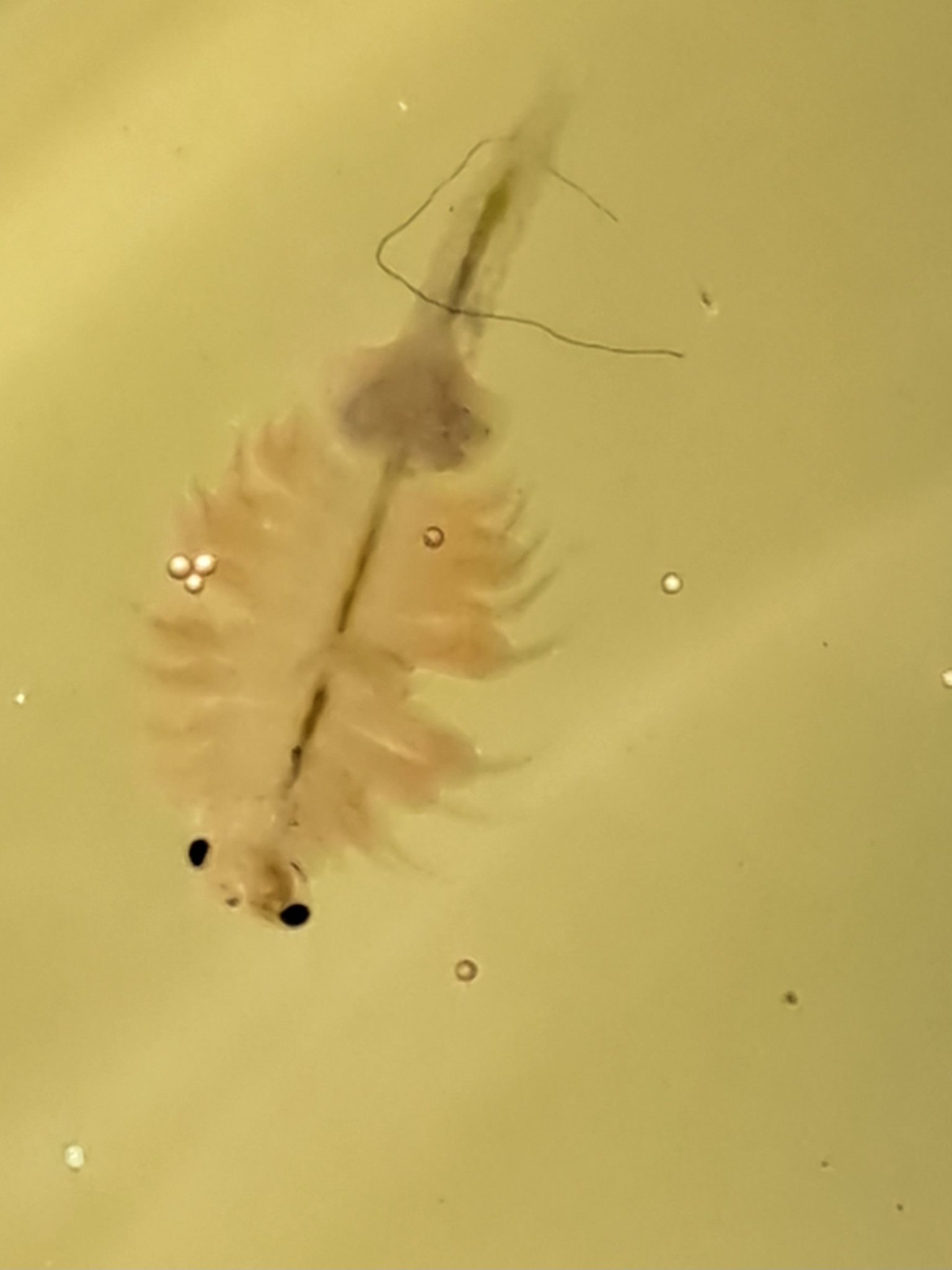 Artemia monica Verrill, 1869