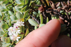 Veronica pinguifolia