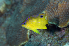 Longfin Damselfish photo 4