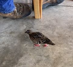 Zenaida galapagoensis