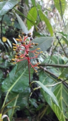 Palicourea padifolia