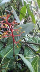 Palicourea padifolia