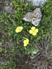 Oenothera triloba
