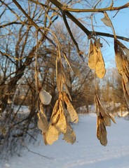 Acer negundo violaceum