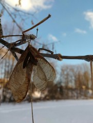 Acer negundo violaceum