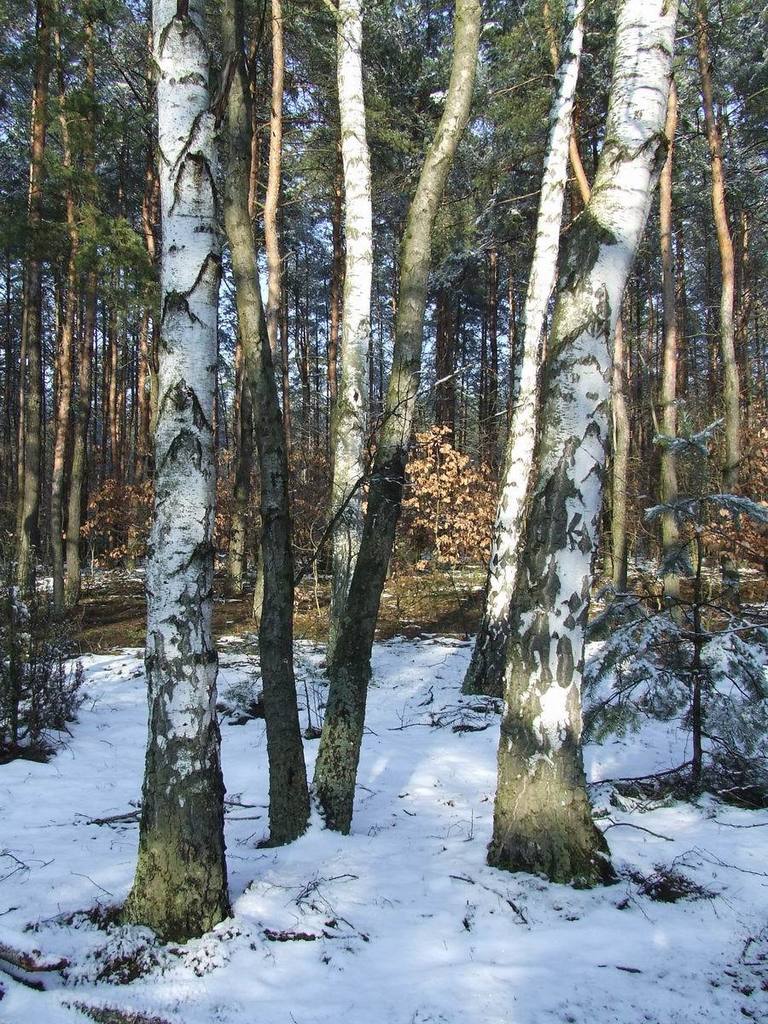 Downy × Silver Birch