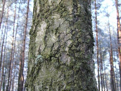 Downy × Silver Birch