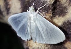 Lepidoptera